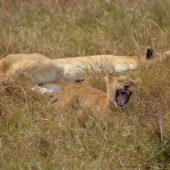  Ngorongoro Crater, TZ